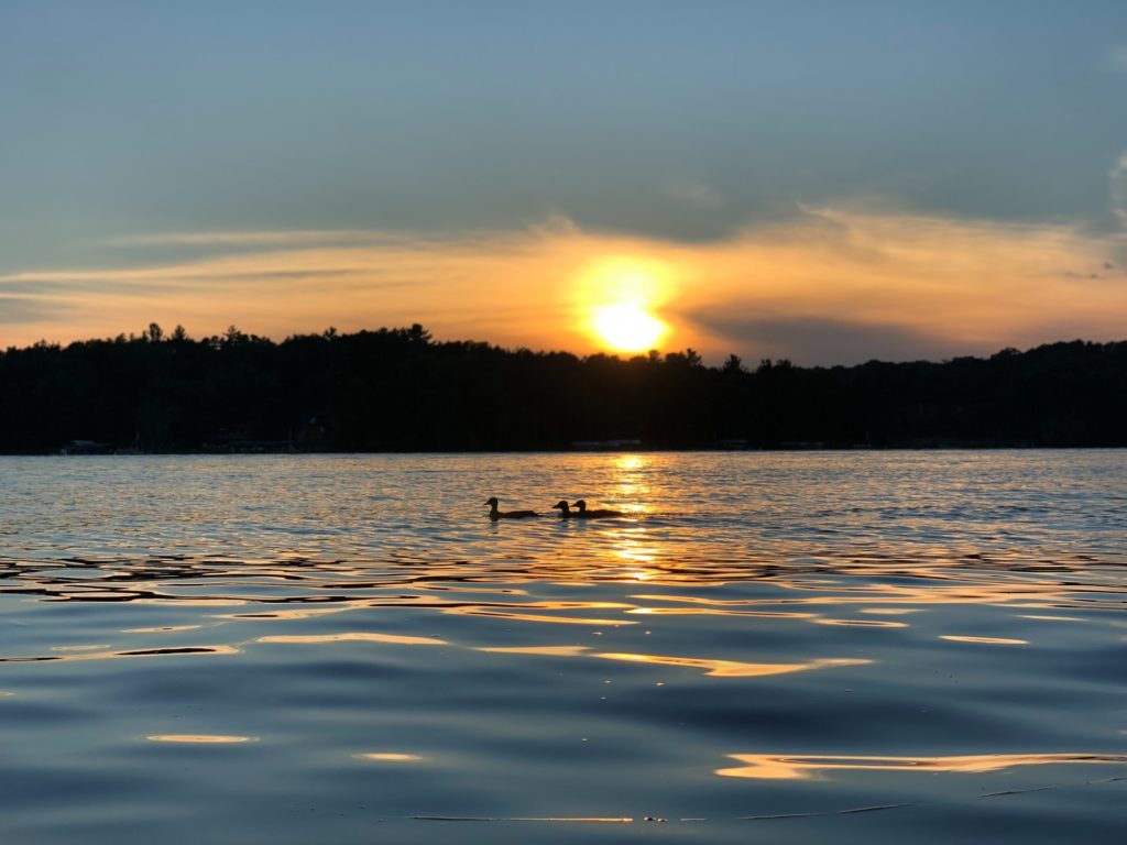 Ducks in Gull Lake During Summer