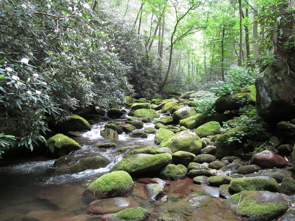 Gatlinburg tours