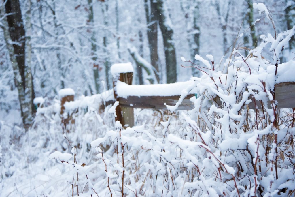 Winter in Gull Lake
