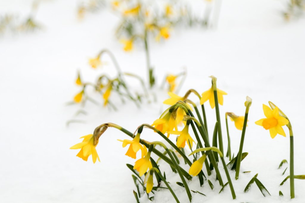 Spring in Gull Lake